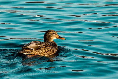 Duck swimming in lake