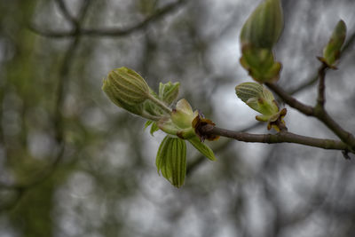 Close-up of flower buds growing on tree