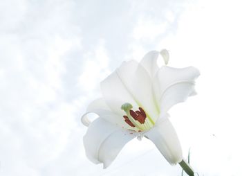 Close-up of white flower blooming against sky