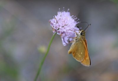 Close-up of butterfly pollinating on purple flower