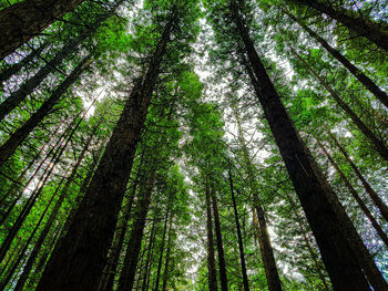 Low angle view of bamboo trees in forest