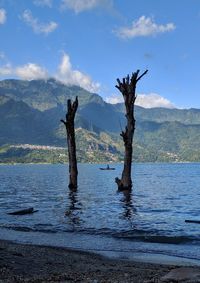 Tree in lake against sky