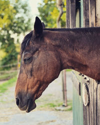 Horse standing on field