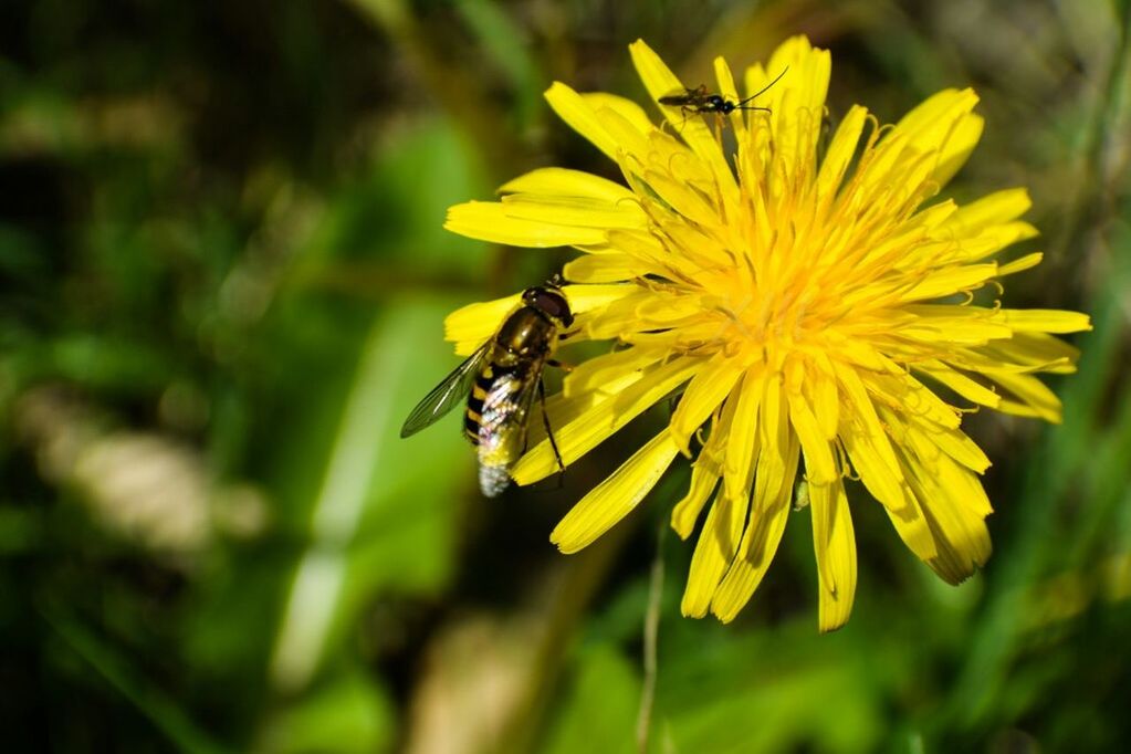 flower, yellow, insect, one animal, animals in the wild, animal themes, focus on foreground, petal, wildlife, close-up, freshness, fragility, flower head, growth, beauty in nature, plant, nature, pollination, selective focus, blooming