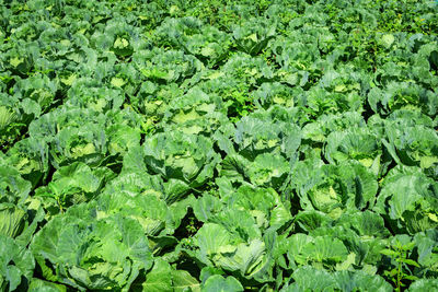 Full frame shot of green leaves on field