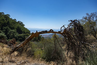 Scenic view of forest against clear blue sky