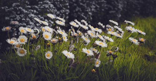 Close-up of white daisy flowers on field