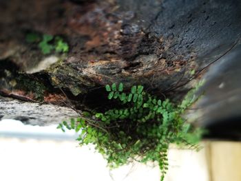 Close-up of lichen on tree trunk