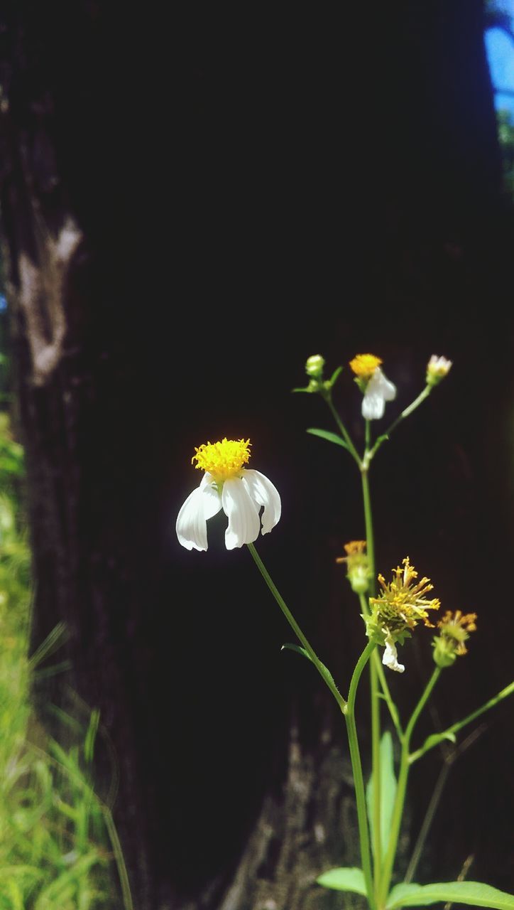 freshness, flower, fragility, petal, growth, flower head, stem, white, close-up, white color, beauty in nature, in bloom, nature, blossom, springtime, yellow, selective focus, daisy, plant, blooming, botany, outdoors, day, daisies, no people, bloom