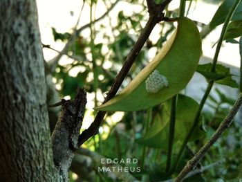 Low angle view of caterpillar on tree
