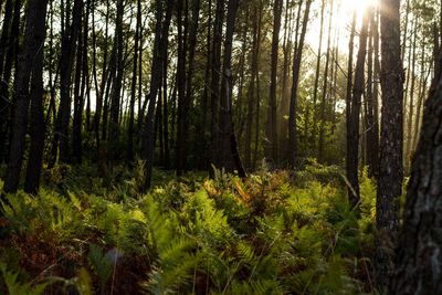 Scenic view of forest