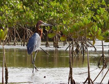 High angle view of gray heron perching on lake