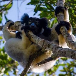 Low angle view of monkey on tree