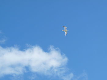 Low angle view of seagull flying in sky