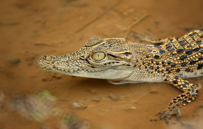 Close-up of a lizard