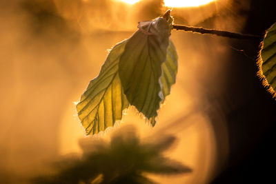 Close-up of leaves against sky during sunset