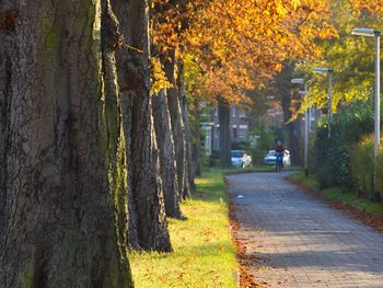 Trees in forest during autumn