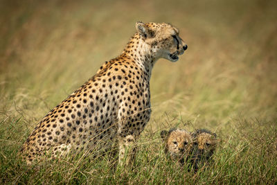 Cheetah with cubs on grass