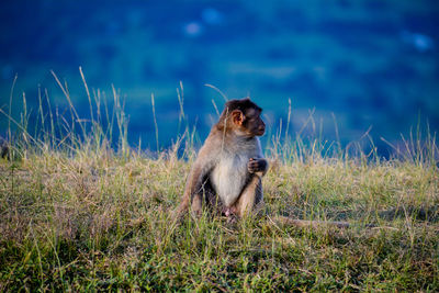 Monkey sitting in a grass