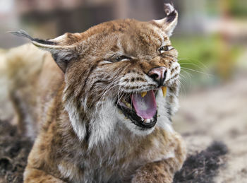 Close-up of lynx yawning while relaxing on field