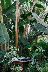 Close-up of plants