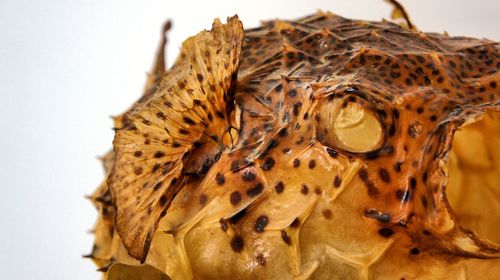 Close-up of a animal over white background