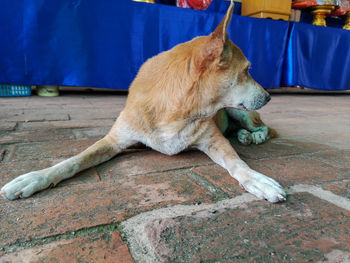 View of a dog sleeping