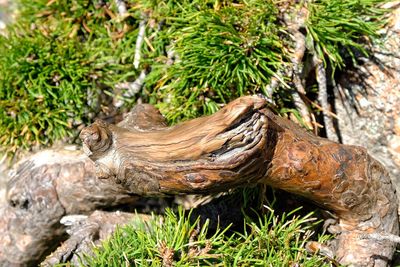 Close-up of lizard on tree trunk