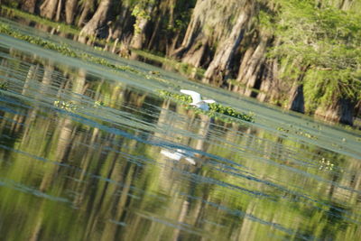 Reflection of trees on water