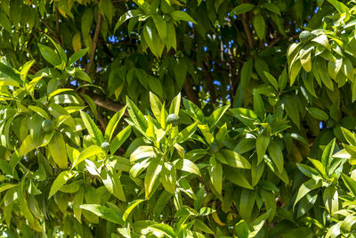 Full frame shot of banana tree