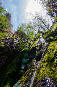 Low angle view of waterfall along plants