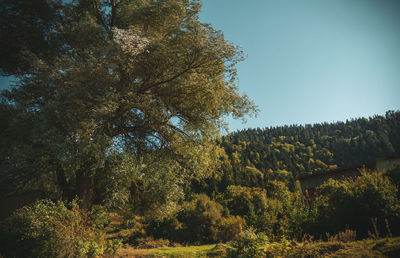 Trees growing in forest against sky during autumn