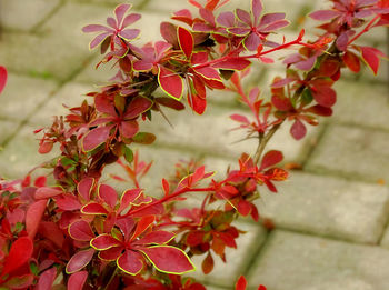 Close-up of red flowering plant during autumn