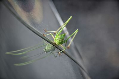 Close-up of damselfly on leaf