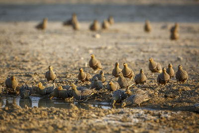 Close-up of birds