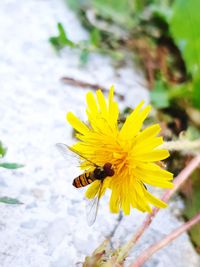 Close-up of bee pollinating on yellow flower