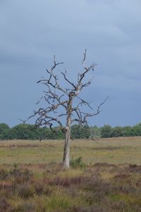 Bare tree on field against sky