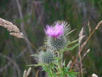 Close-up of purple thistle flowers on field