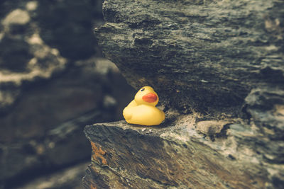 Close-up of rubber duck on rock