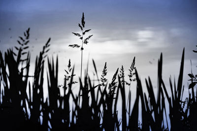 Plants growing on field at sunset