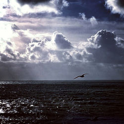 Bird flying over sea