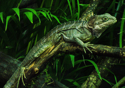 Close-up of a lizard on branch