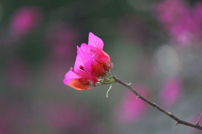 Close-up of pink rose