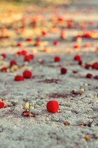 Close-up of red berries growing on land