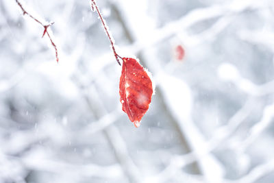 Close-up of frozen plant