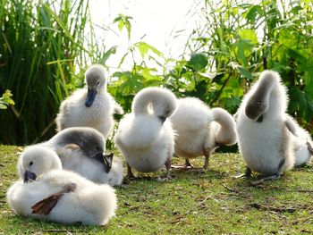 Close-up of swans with ducks