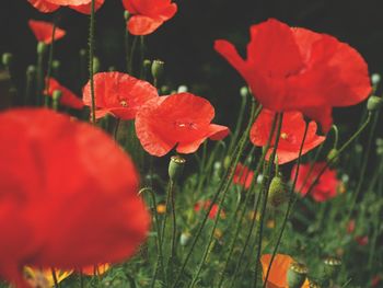 Close-up of red poppy flowers