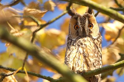 Portrait of long-eared owl on branch