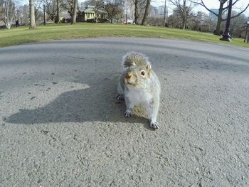 Close-up of squirrel