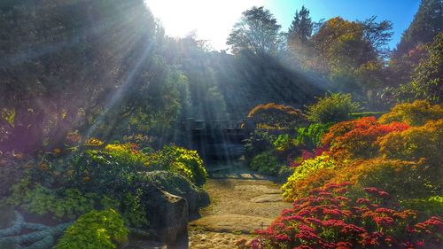 Footpath in garden